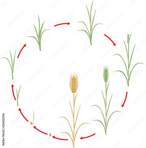 Rye life cycle. Stages of growth from seed to mature rye plant Stock ...