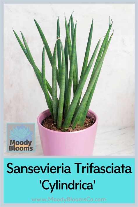 Snake Plant Varieties Sansevieria Types Moody Blooms Artofit