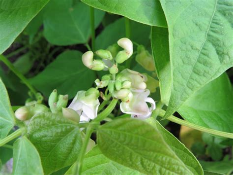 Phaseolus Vulgaris Bean Beans Bush Bean Green Bean Green Beans