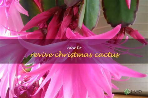 3 Easy Steps To Revive Your Christmas Cactus And Bring Holiday Cheer To Your Home Shuncy