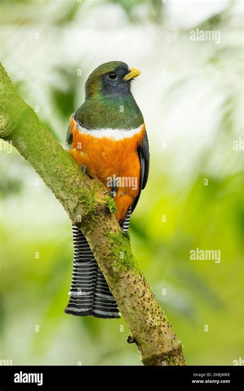 Trogon habitat hi-res stock photography and images - Alamy