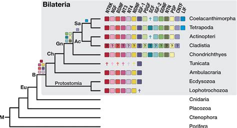 The Genetic Factors Of Bilaterian Evolution Elife