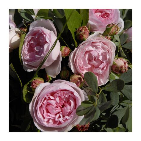 Rosier Fran Ois Demachy Rosier Buisson Rose Parfum Roses Andr Eve