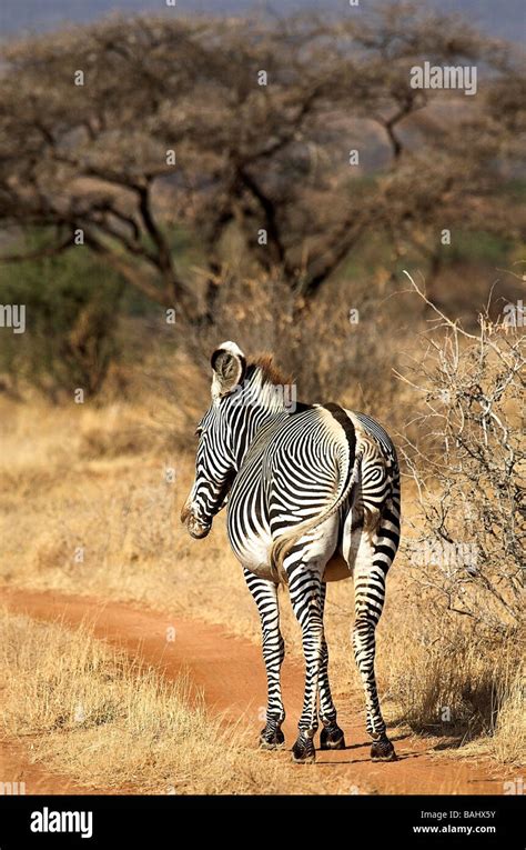 Samburu National Reserve Kenya Grevy S Zebra Equus Grevyi Stock