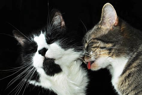 Cat Kisses by SublimeBudd on DeviantArt