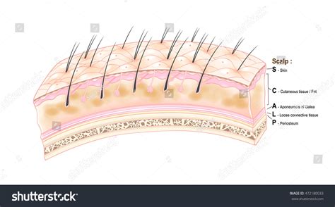 scalp anatomy   royalty  licensable stock vectors