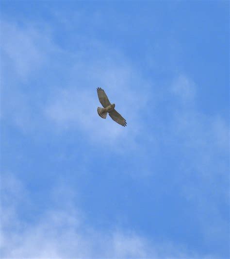 broad winged hawk birding pictures