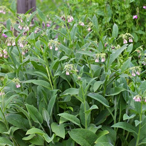 Comfrey Root Cuttings - Little Tree Farm