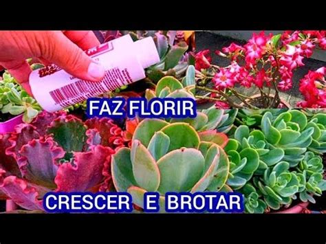 ENRAIZADOR E FERTILIZANTE Faz CRESCER BROTAR FLORIR As Suculentas