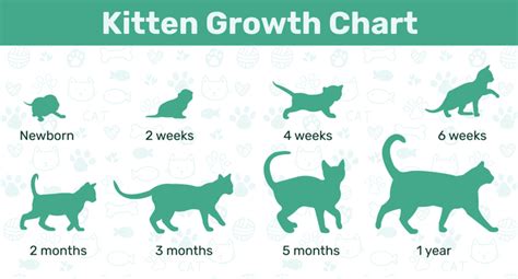 🐈‍⬛Cat Age Calculator🐾Life Cycle Guide📊 +🐆Kitten Growth Chart📉 : r/coolguides