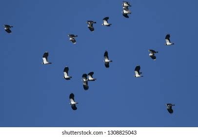 Flock Beautiful Lapwingvanellus Vanellus Flying Blue Stock Photo