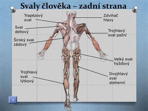 Ppt Svalov Soustava Lov Ka Powerpoint Presentation Id