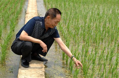 Chinas ‘father Of Hybrid Rice Yuan Longping Dies At 90 South China Morning Post