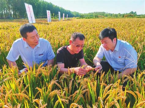 盛京银行积极构建乡村振兴金融服务体系 金融活水润泽“三农”沃土思维财经