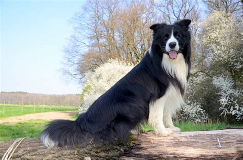 What Were Border Collies Bred For Origin And History Dogster