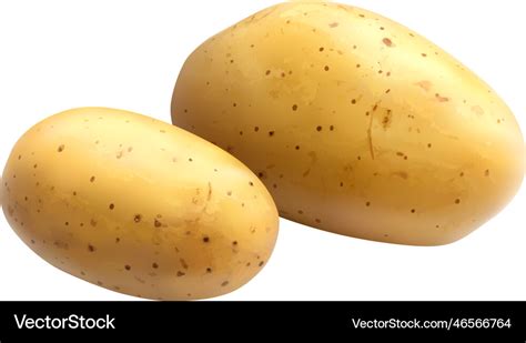 Realistic Potatoes Royalty Free Vector Image Vectorstock