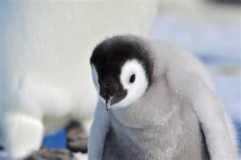 Premium Photo | Emperor penguin chicks in antarctica