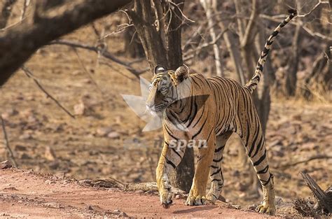 Royalty free stock photo, image | Tigress T83 Lightning - tiger ...