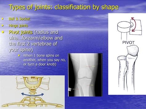 Ppt Articulations Joints Powerpoint Presentation Free Download Id 176748