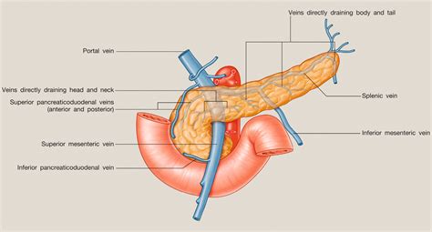 Anatomy Of The Pancreas And Spleen Surgery Oxford International Edition