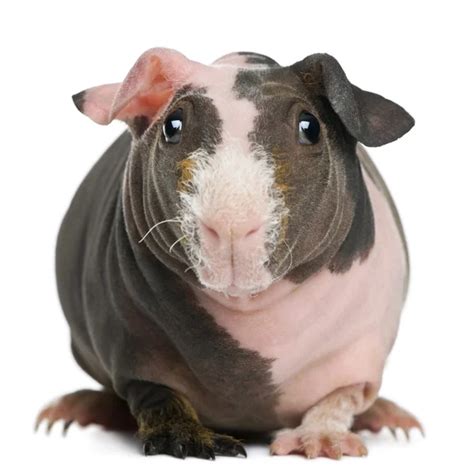 Hairless Guinea Pig Standing Against White Background Stock Photo