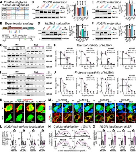 Multiple N Linked Glycosylation Sites Critically Modulate The Synaptic