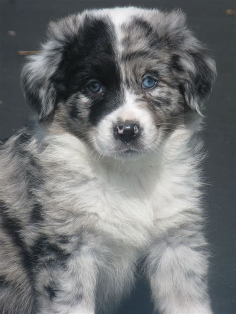 Australian Shepherd Blue Merle Aussie Puppies Australian Shepherd