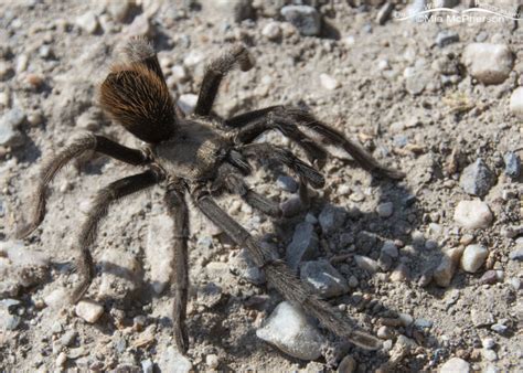 Male Desert Tarantula Mia Mcpherson S On The Wing Photography