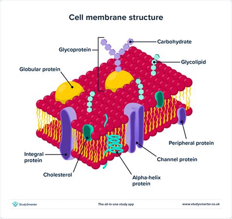 Membrana Plasm Tica Definici N Estructura Y Funci N