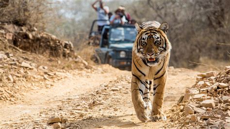 Bandhavgarh National Park - Travel Blog