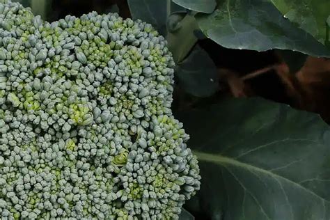 How To Grow Broccoli In Containers Urban Turnip