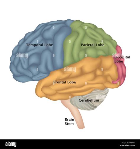 Brain Anatomy Human Brain Lateral View Illustration Isolated On White