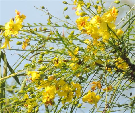 Parkinsonia aculeata - Leon Levy Native Plant Preserve