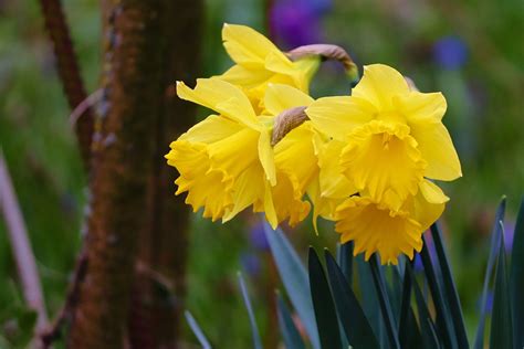 Daffodils Easter Bells Spring - Free photo on Pixabay - Pixabay