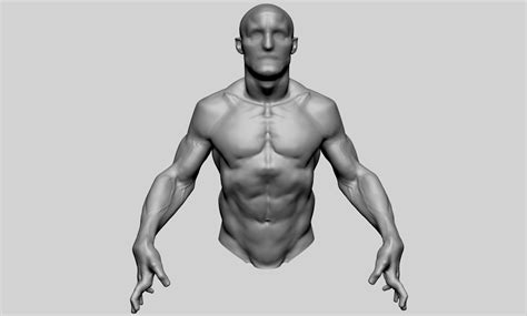 Artstation Upper Body Sculpting Resources