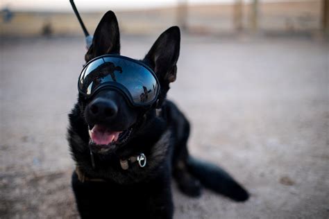 DVIDS - Images - Military Working Dogs wear protective equipment for ...