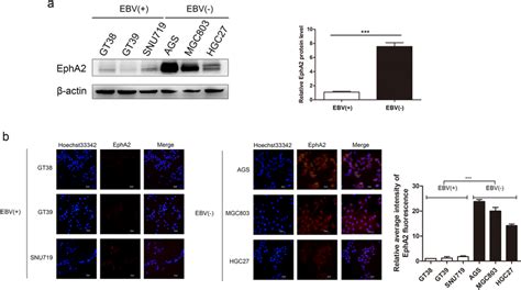 The Expression Of Epha2 In Ebvagc And Ebvngc A Epha2 Protein Levels