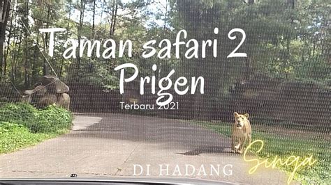 Taman Safari 2 Prigen Jawa Timur Terbaru Mobil Di Hadang Hewan Buas