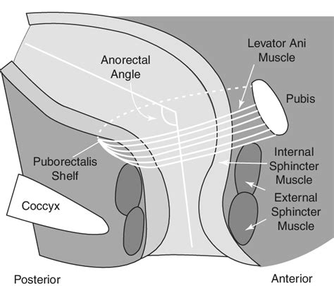 1 Structure Of The Anorectum The Internal Anal Sphincter Muscle