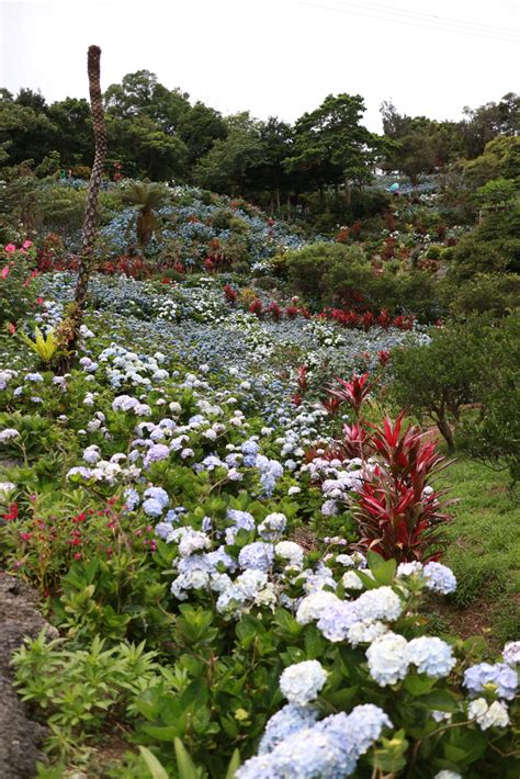 【日本 • 沖繩】饒平名紫陽花園～25萬朵繡球花海的感動！ Mobile01