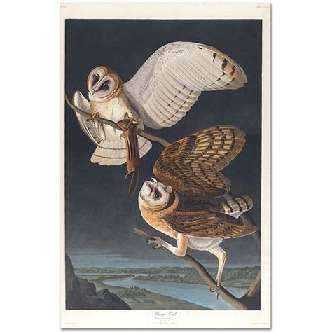 Barn Owl By John James Audubon As Art Print CANVASTAR