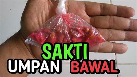 Umpan Bawal Paling Jitu Media Kacang Youtube