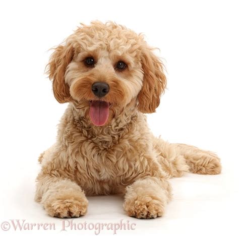 Cockapoo dog photo WP44516