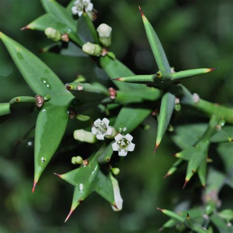 Colletia Cruciata Rhamnaceae Image 47287 At PlantSystematics Org