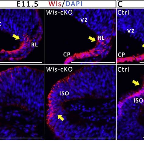 Wls Is Inactivated In The Rl By Nestin Cre Mediated Recombination