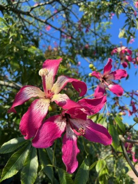 The Silk Floss Tree Uf Ifas Extension Orange County