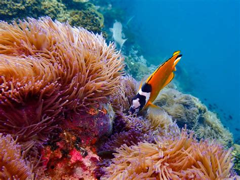 Sea Krait: The Venomous Beauties of the Coral Reefs - Ocean Info