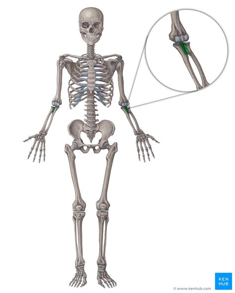 Proximal radioulnar joint: Anatomy, movements | Kenhub