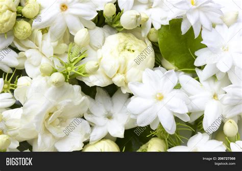 White Jasmine Flowers Image & Photo (Free Trial) | Bigstock