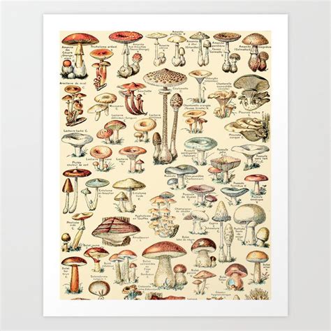 Buy Trippy Vintage Mushroom Chart Champignons By Adolphe Millot XL